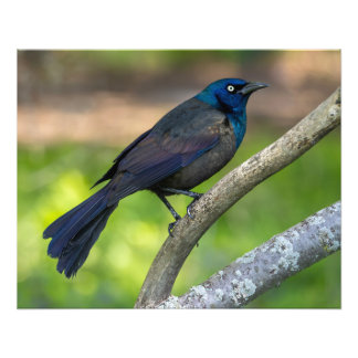 Feathers of Steel. Grackle Photo Print