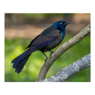 Feathers of Steel. Grackle Poster