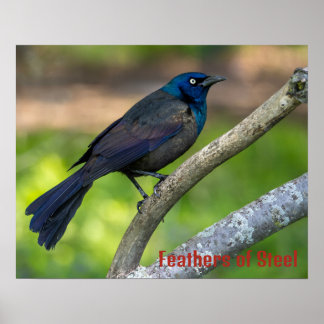 Feathers of Steel. Grackle Poster