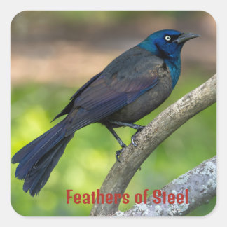 Feathers of Steel. Grackle Square Sticker