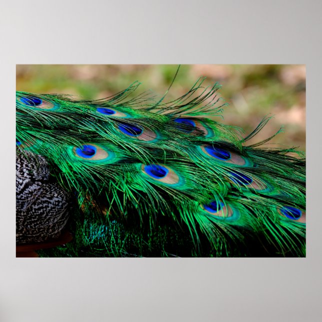 Feathers peacock feathers poster (Front)