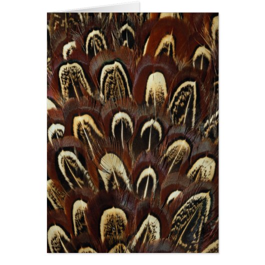 Feathers Wildlife Cards Series (Front)