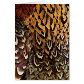 Feathers Wildlife Cards Series