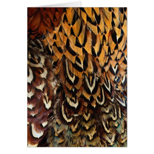 Feathers Wildlife Cards Series (Front)
