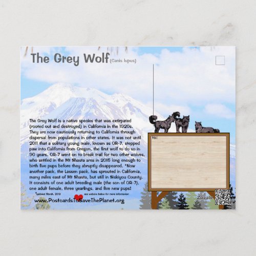 Feb25m_The Grey Wolf is endangered in California Postcard