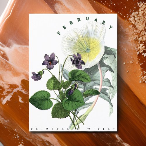 February Flowers Primrose and Violet Postcard