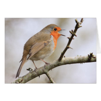 February Robin Cards