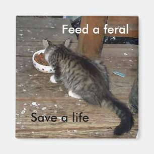 "Feed a Feral, Save a Life" feral kitten magnet