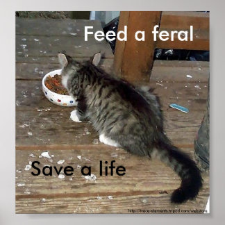 "Feed a Feral, Save a Life" feral kitten poster