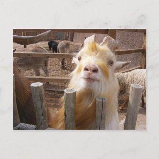 Feed Me! Goats Postcard