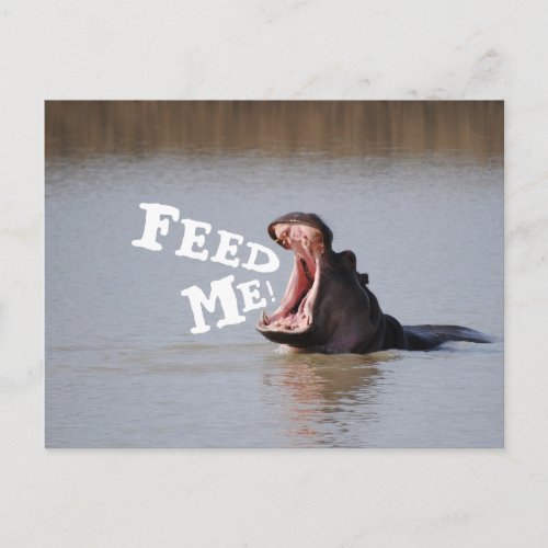 Feed Me Hippo Postcard