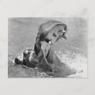 Feed Me Hippo Postcard