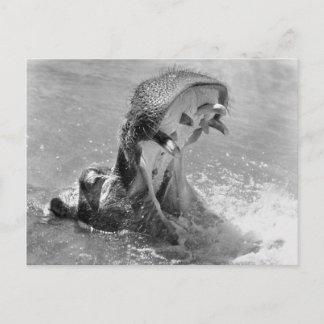 Feed Me Hippo Postcard