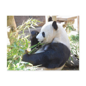 Feed Me Panda Postcard