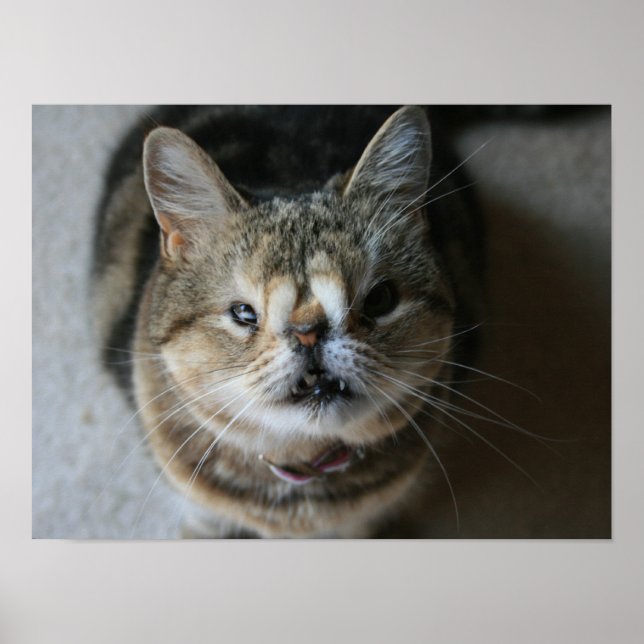 "Feed Me" Quasi Poster (Front)