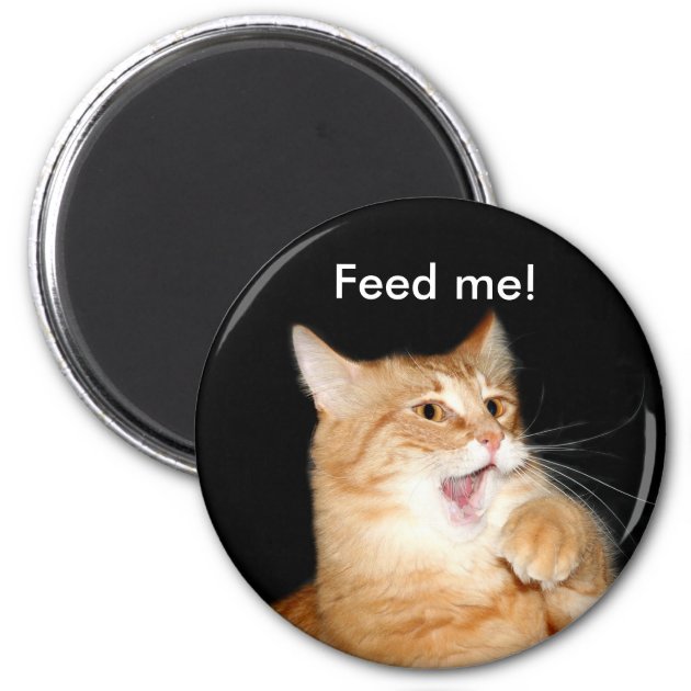 Metal Fridge Magnet Orange Tabby Kitten Life Is Better With A Cat Saying 