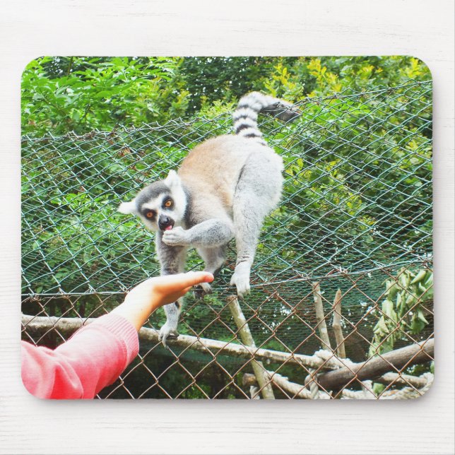 Feeding a ring tailed lemur mouse pad (Front)