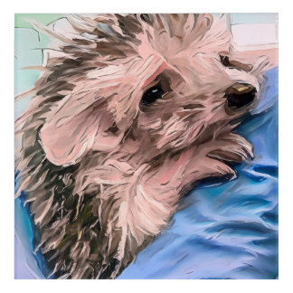 feeding a tiny and orphaned baby hedgehog  acrylic print