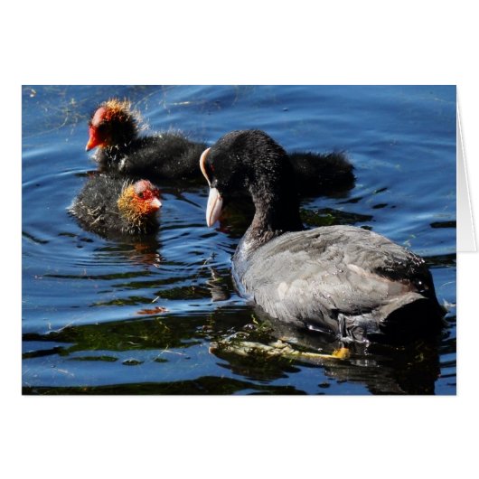 Feeding Babies (Front Horizontal)