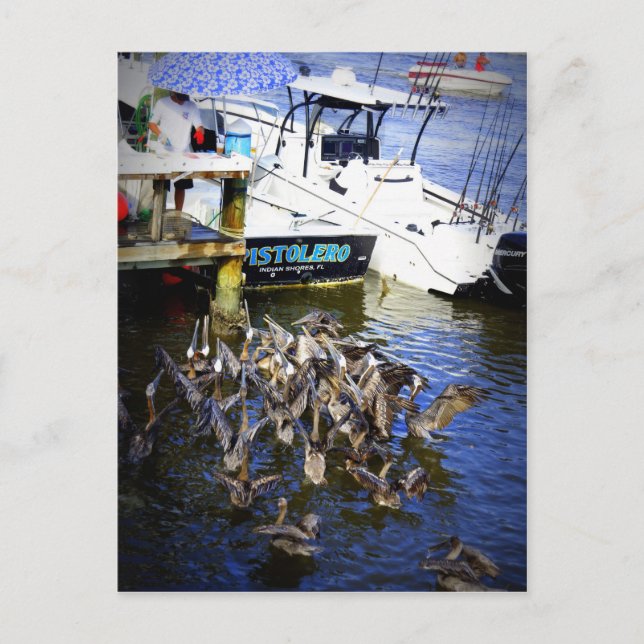 Feeding Frenzy Postcard (Front)