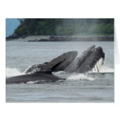 Feeding Humpback Whales (Front Horizontal)