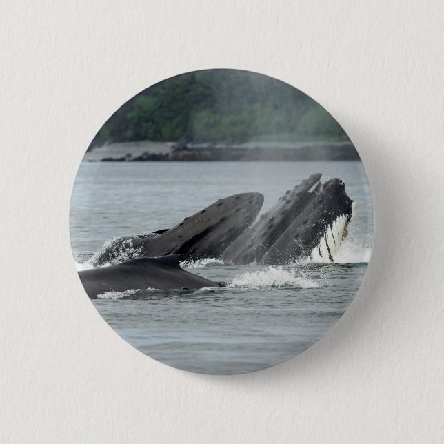 Feeding Humpback Whales Button (Front)