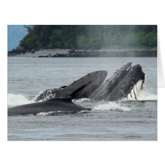 Feeding Humpback Whales Cards (Front Horizontal)