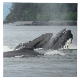 Feeding Humpback Whales Ceramic Tile
