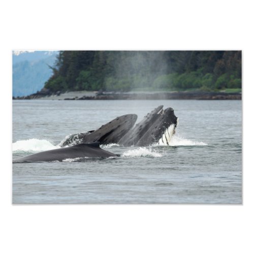 Feeding Humpback Whales Photo Print