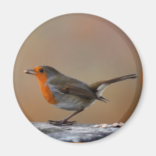Feeding Robin Magnet