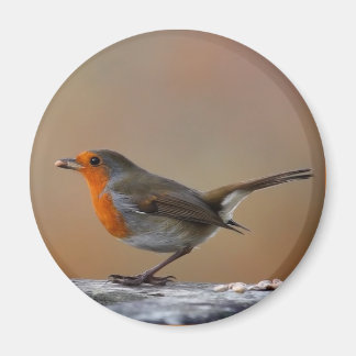 Feeding Robin Magnet