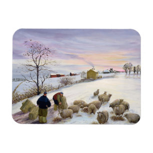 Feeding sheep in winter magnet