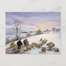 Feeding sheep in winter postcard