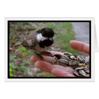 Feeding The Birds Cards