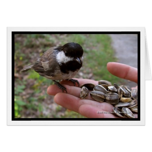 Feeding The Birds Cards (Front Horizontal)