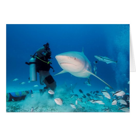 Feeding The Bull (Front Horizontal)