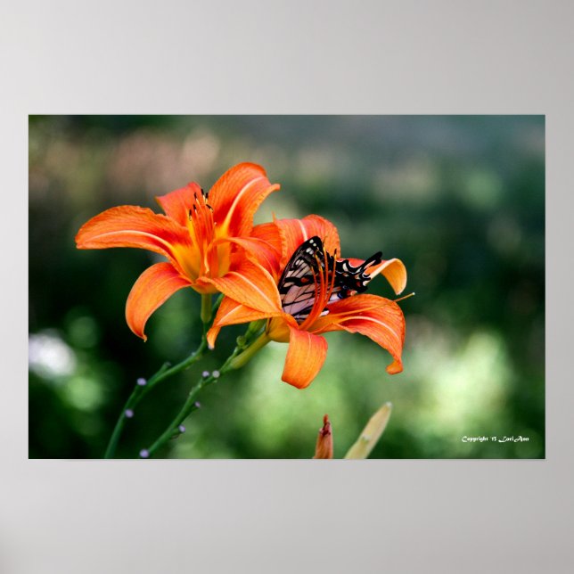 Feeding Time at the Lillies 4 Poster (Front)