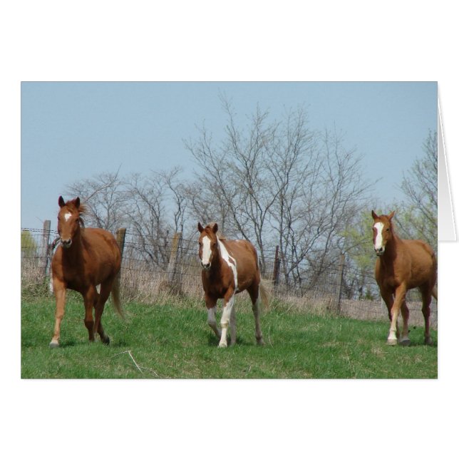 Feeding Time, Come and Get It, Three Horses Cards (Front Horizontal)