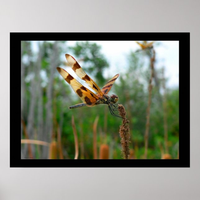 Feeding Time Poster (Front)