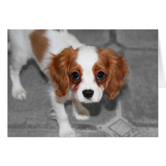 Feel Better Cavalier King Charles Spaniel Card (Front Horizontal)