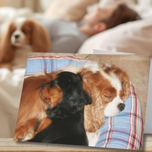 Feel Better From Cancer Cavalier King Charles  Card (Creator Uploaded)