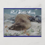 Feel Better Soon (Sea Lion) - Postcard