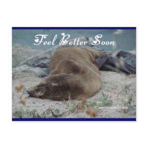 Feel Better Soon (Sea Lion) - Postcard
