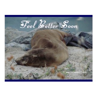 Feel Better Soon (Sea Lion) - Postcard