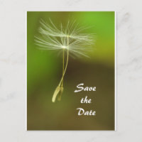 Feel free - Flying Dandelion seed