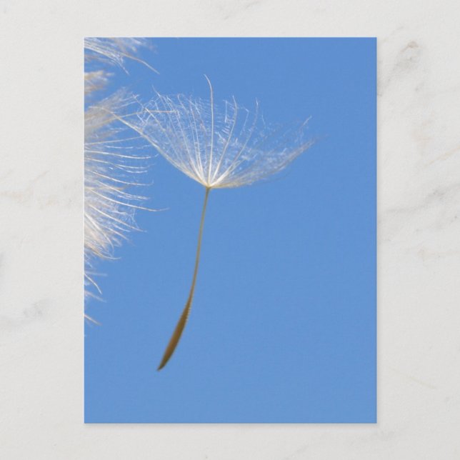 Feel free - Flying Dandelion seed Postcard (Front)