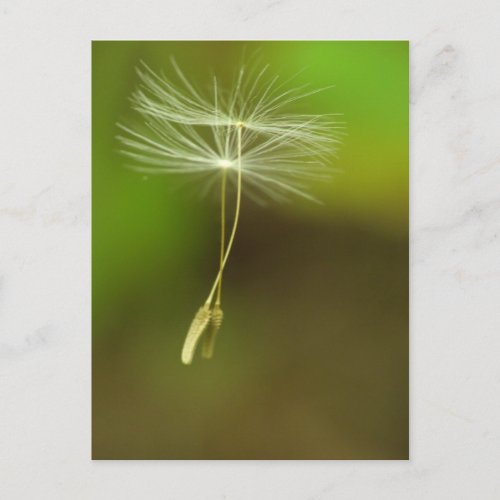 Feel free _ flying Dandelion seeds Postcard