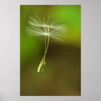 Feel free - flying Dandelion seeds Poster