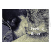 Feeling Blue Cards (Front Horizontal)