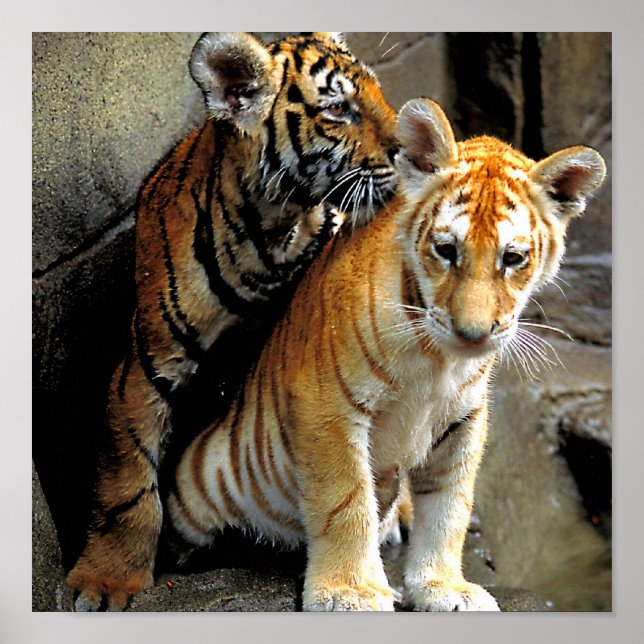 Feeling Frisky ? Poster (Front)